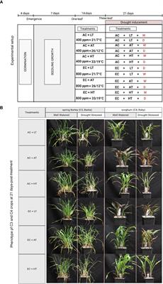 Differential physiological and production responses of C3 and C4 crops to climate factor interactions